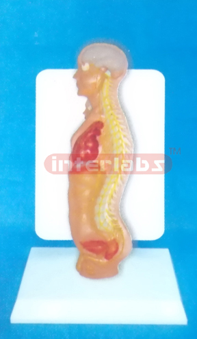 DESK TYPE 35CM TALL HUMAN AUTONOMIC NERVOUS SYSTEM MODEL WITH DESCRIPTION PLATE